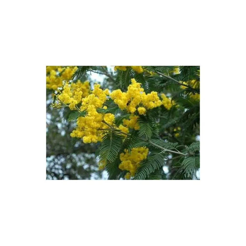 Acacia dealbata var. Le gaulois (acacia d'hiver) pot de 4 litres - 80/100 cm