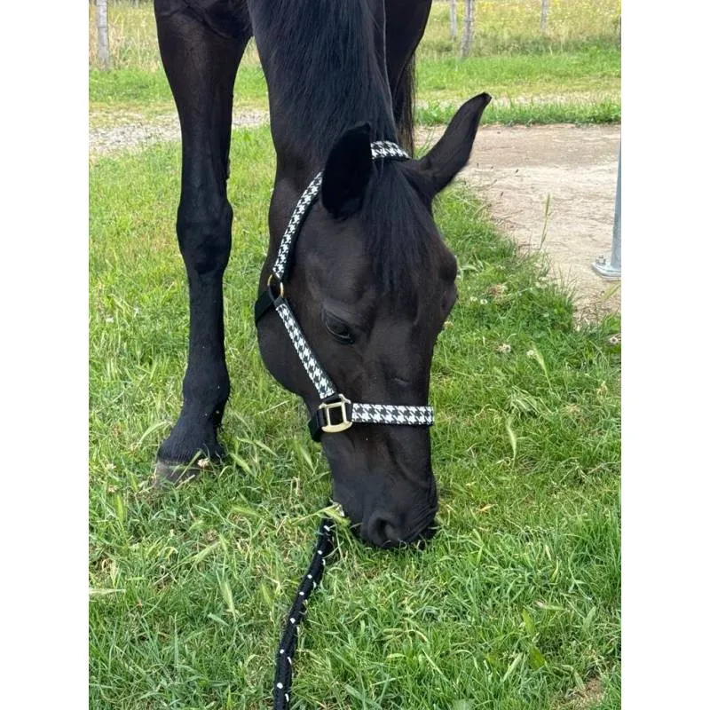 Adopter un look élégant avec ce licol à motif pied de poule.
