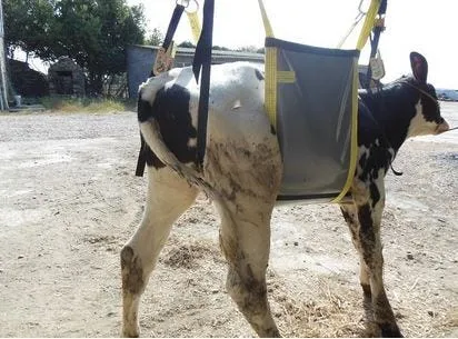 Harnais de levage pour veaux