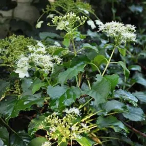 Hortensia grimpant 'petiolaris' - hydrangea anomala 'petiolaris' - 60-80 cm pot