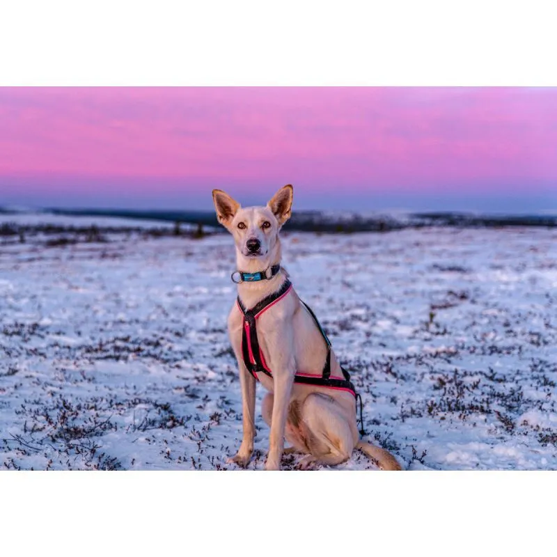 Inlandsis Polar Quest - Harnais pour chien | Hardloop