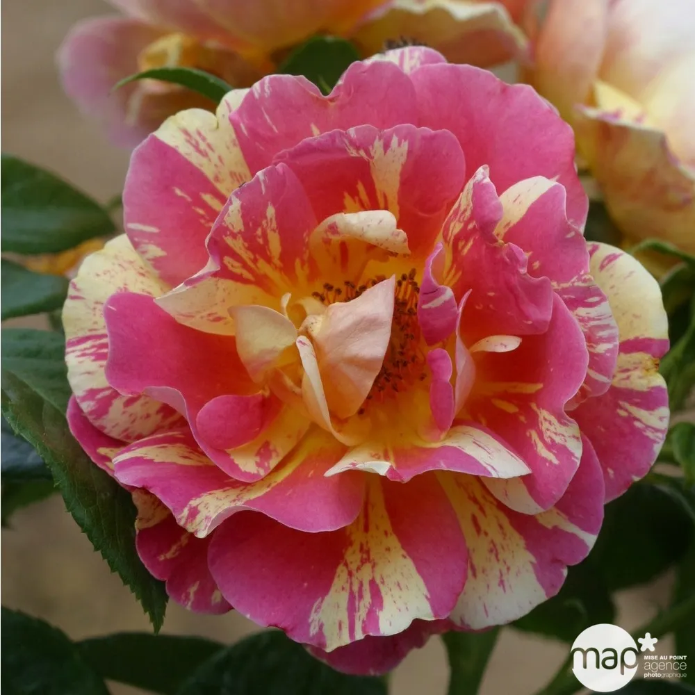 Rosier buisson 'Rose des Peintres' : pot de 4,5 litres